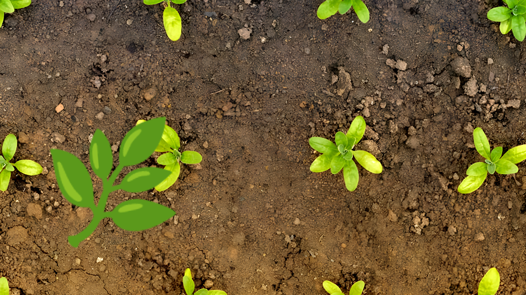 Scopri come ottenere infinite erbe aromatiche con un semplice trucco: la guida definitiva!