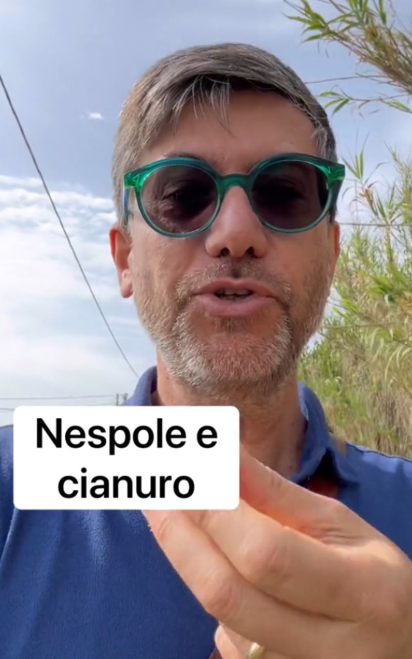 Nespole, perché non bisogna masticare il seme