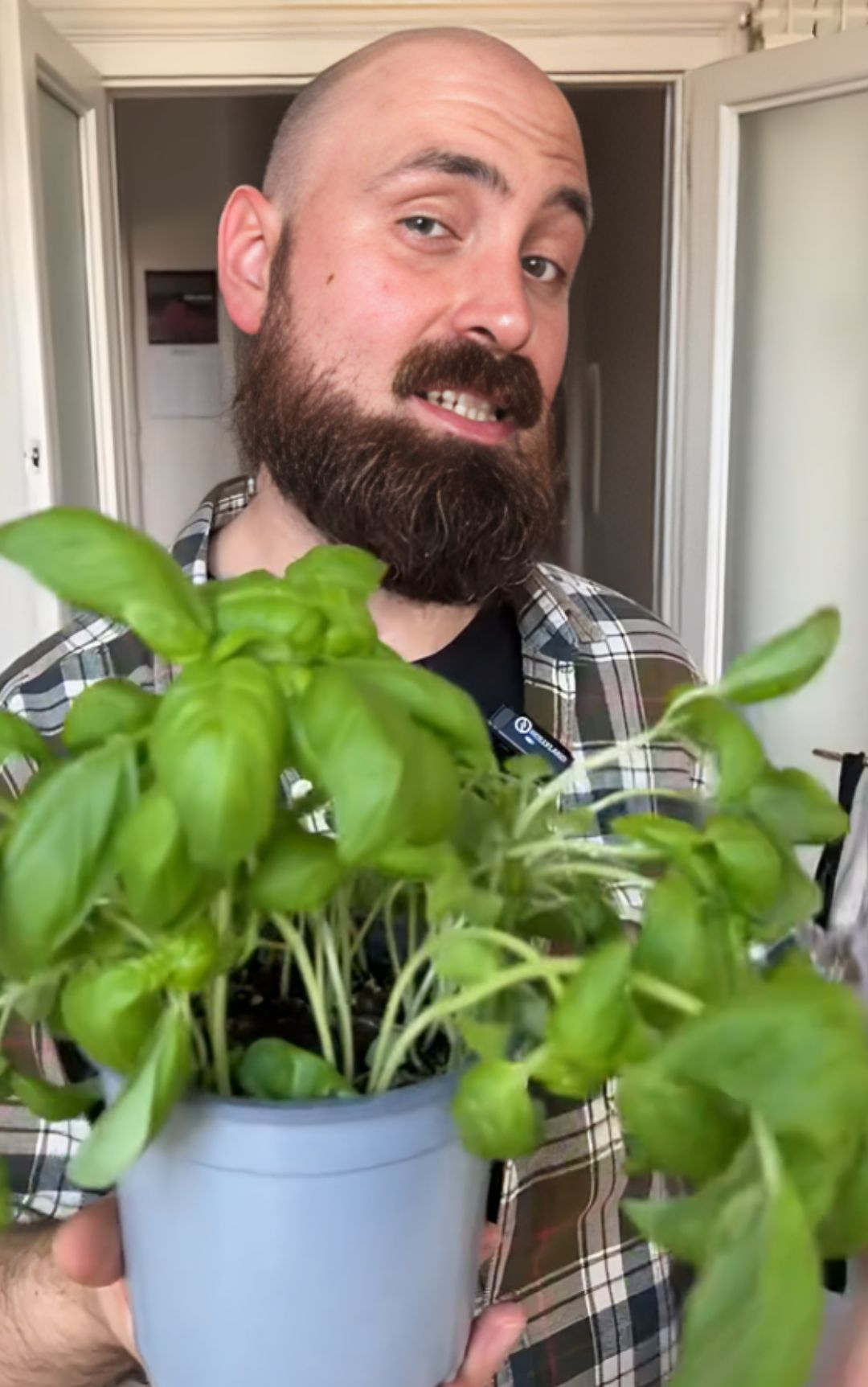 Basilico, come evitare di farlo appassire subito