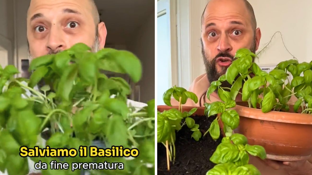 Basilico, il trucco per evitare che appassisca
