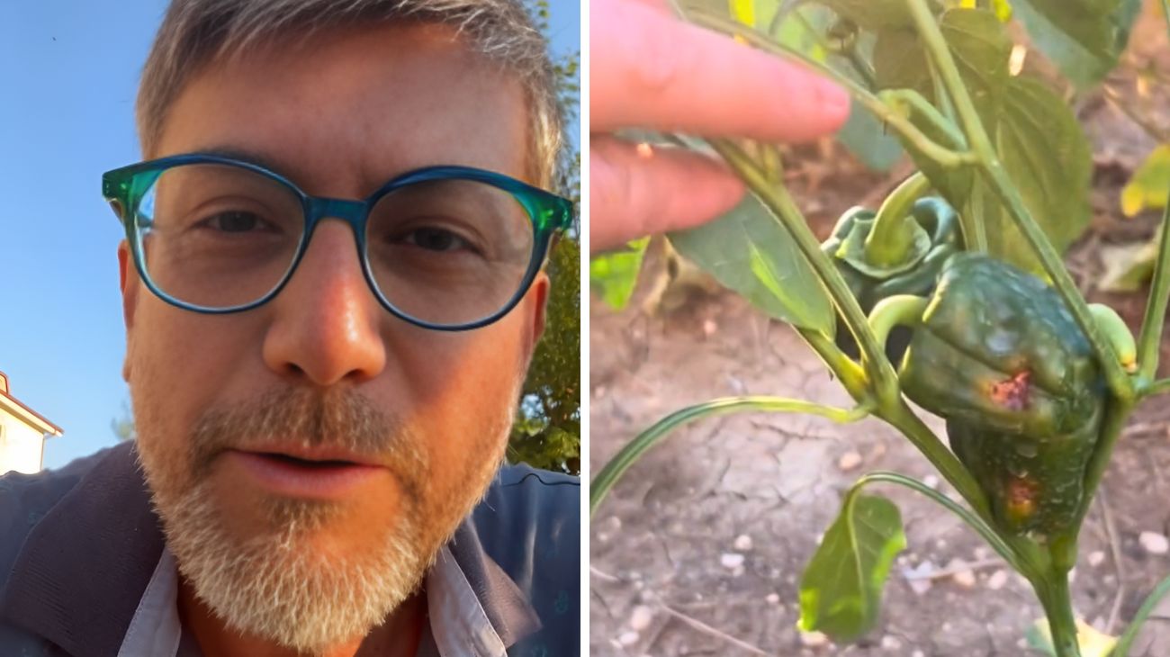 Patate, perché bisogna fare attenzione