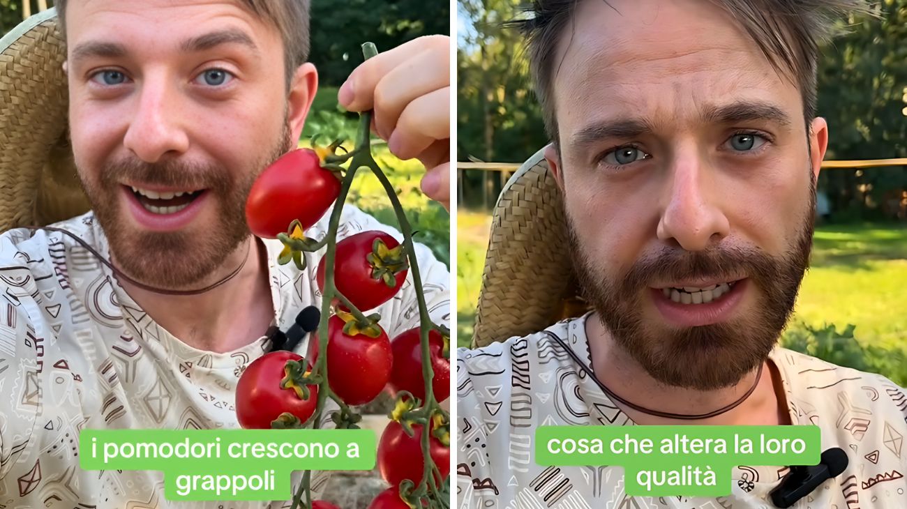 Pomodori, questi dettagli fanno la differenza nella scelta
