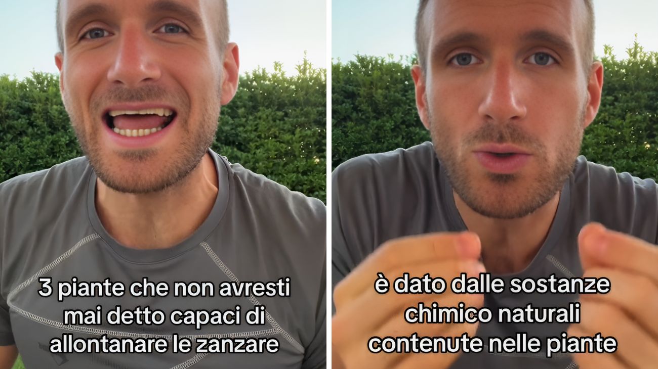 Zanzare, come allontanarle grazie alle piante