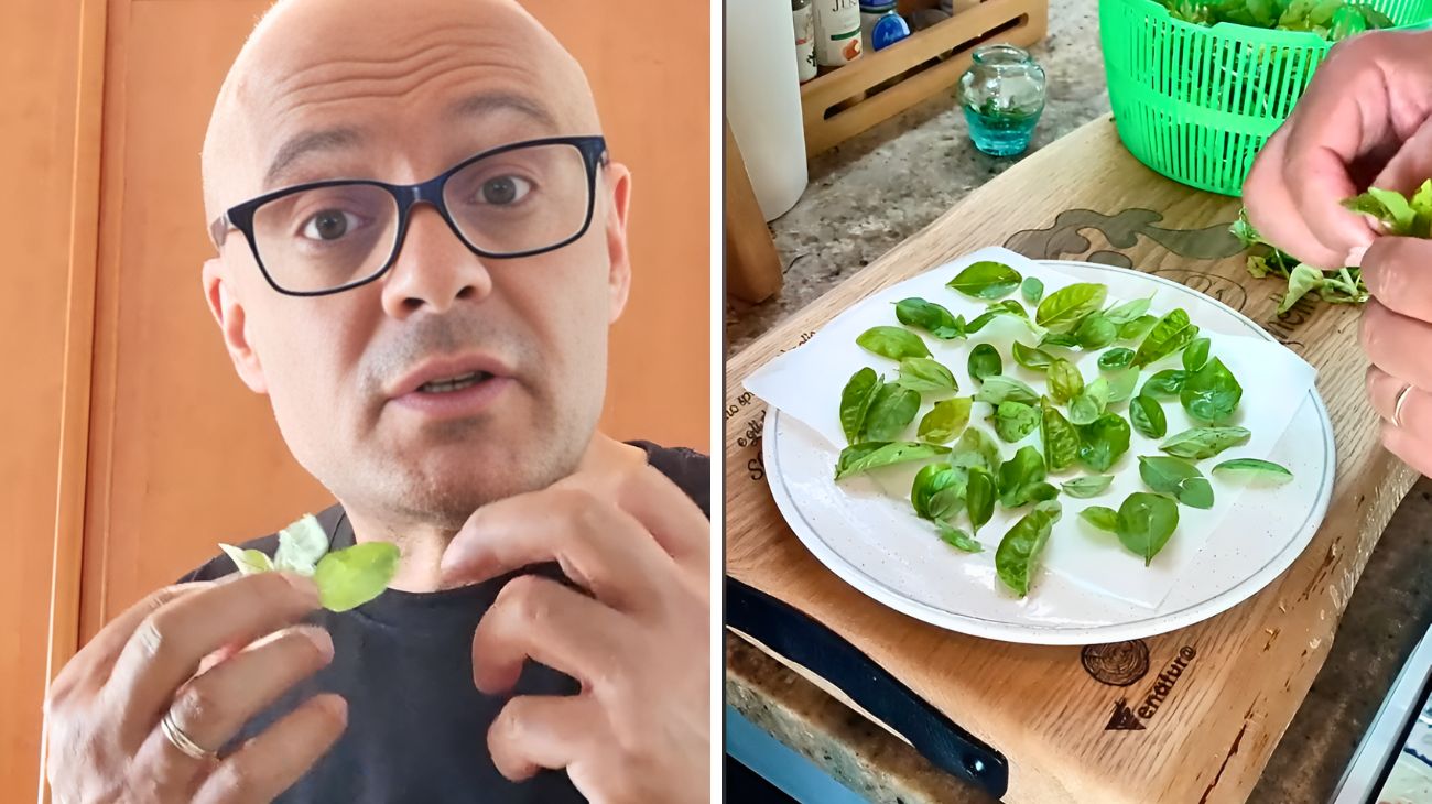 Basilico, l'essiccazione è il metodo di conservazione ideale