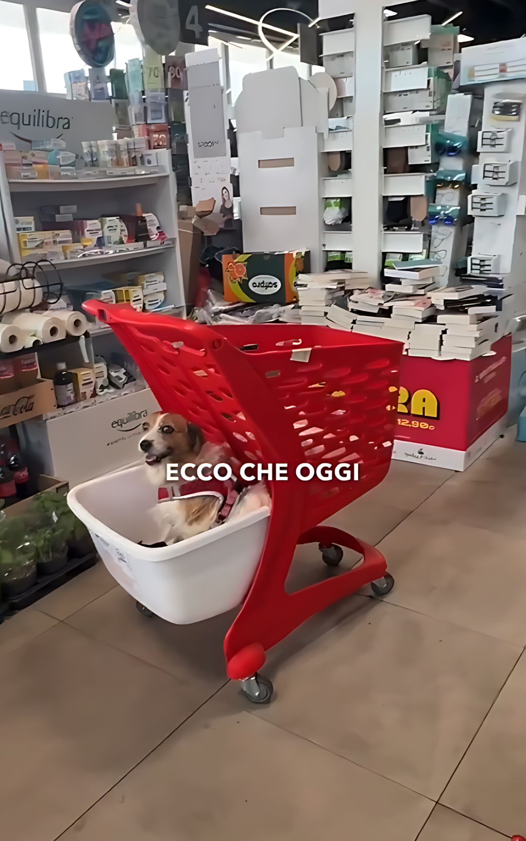 Supermercati, è possibile portare un cane? La risposta dell'avvocato
