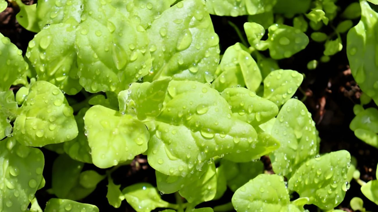 Allergia nichel alimenti consigliati