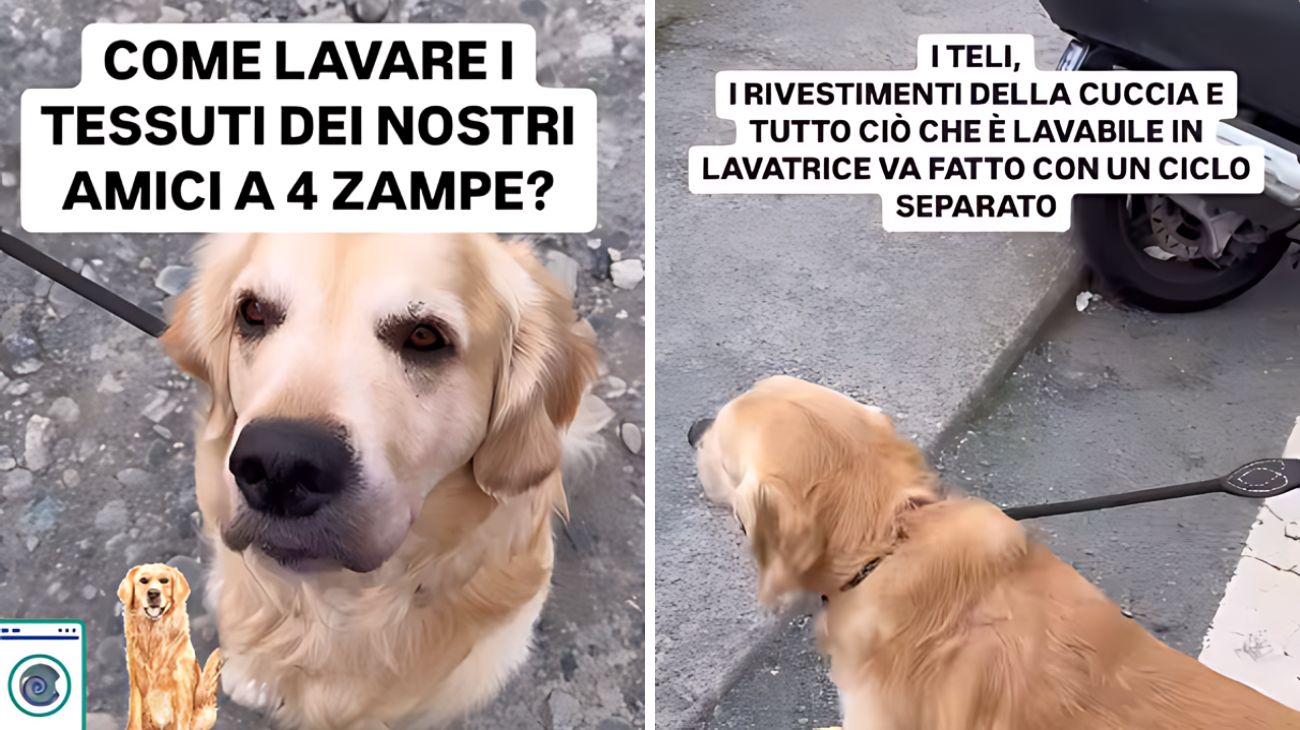 Tessuti animali domestici