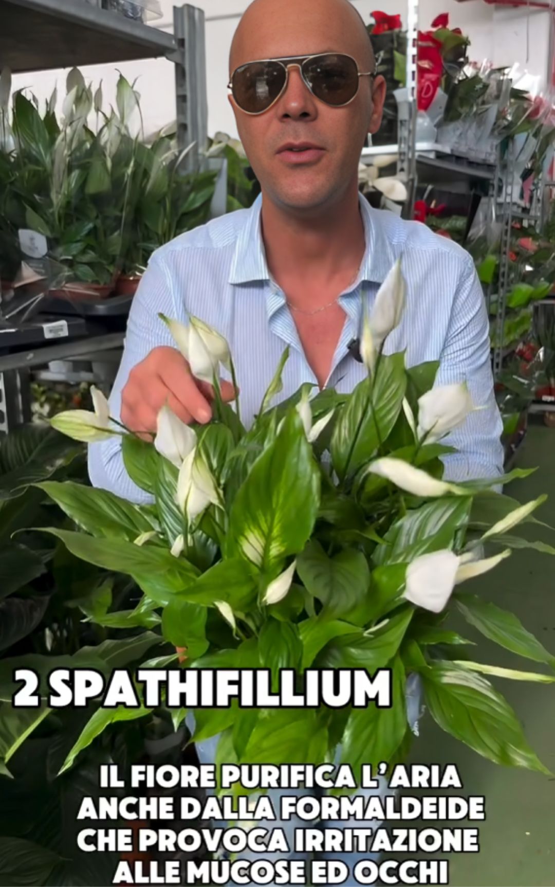 Piante in camera da letto, una pratica consigliata