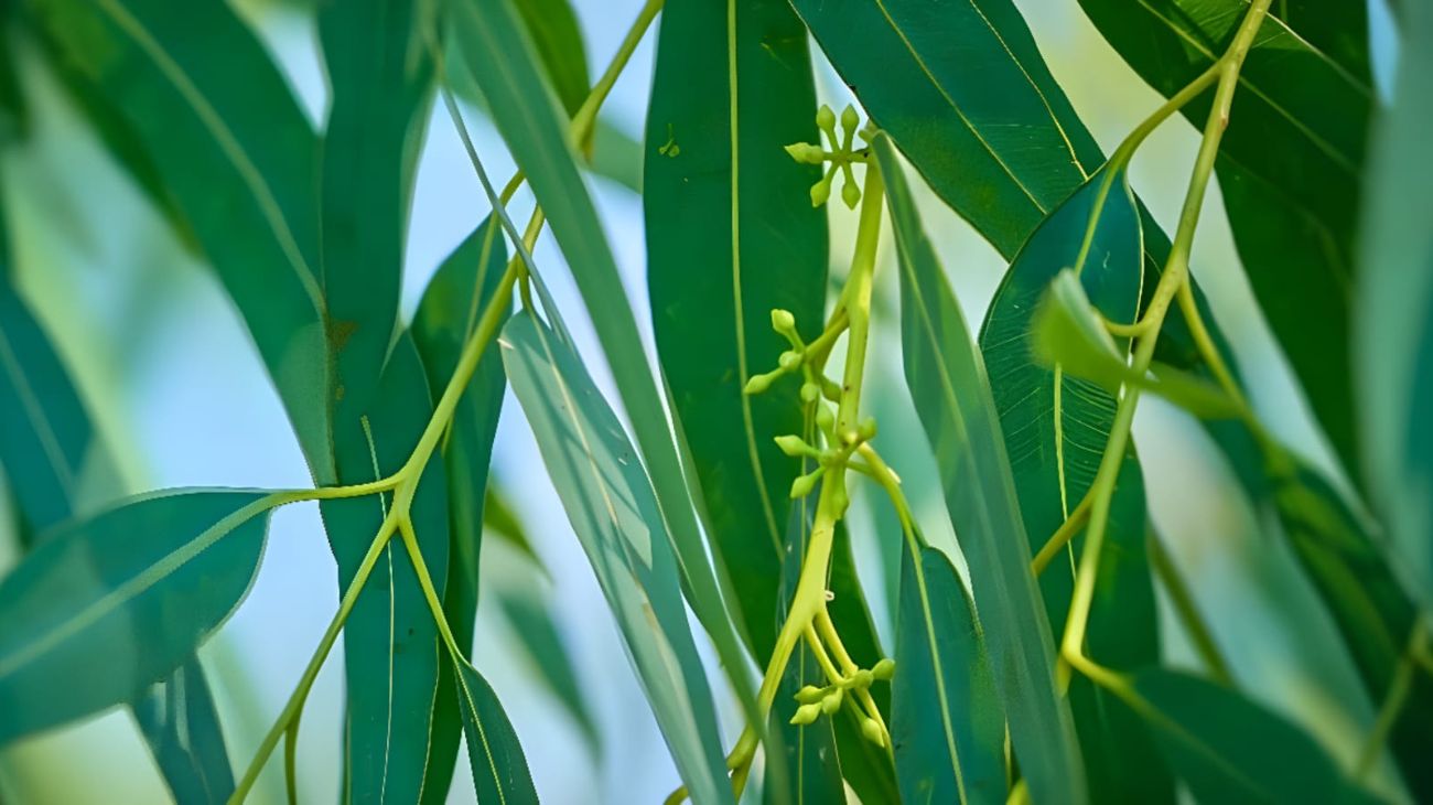 Eucalipto, efficace contro le zanzare e non solo