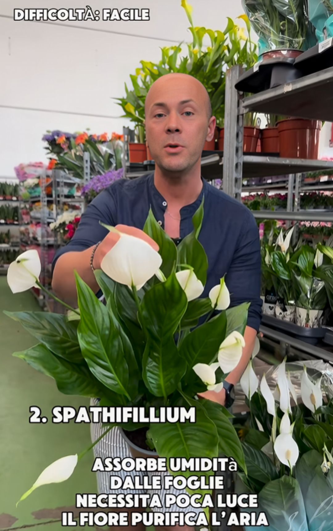 Addio umidità in casa grazie a queste piante