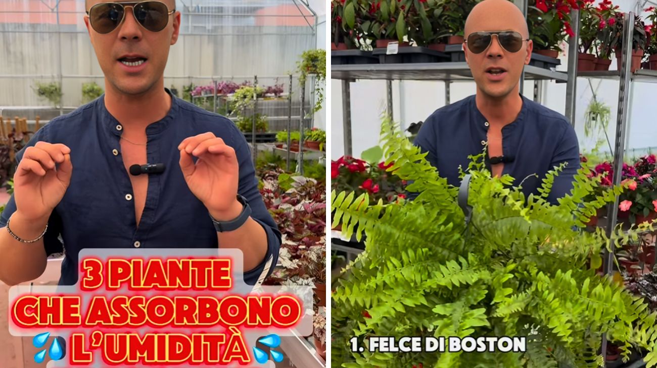Queste piante regolano il clima degli ambienti