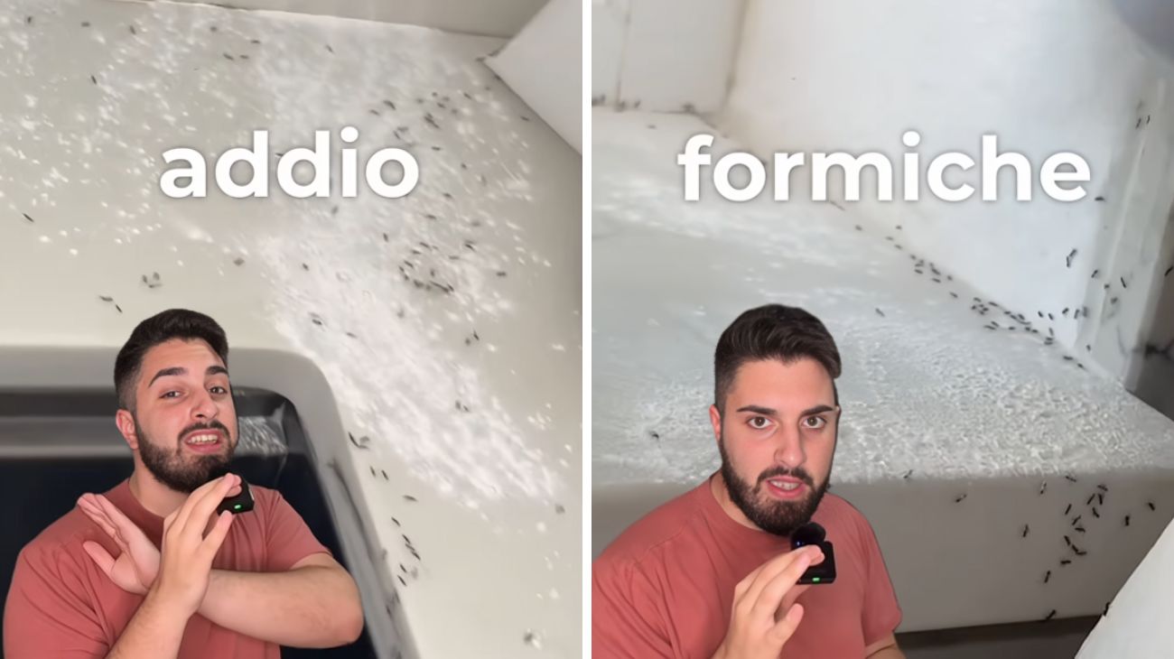 Talco contro le formiche, è efficace?