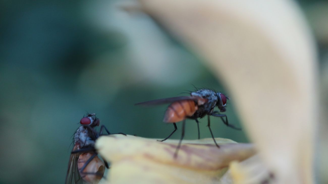 Mosche, i metodi naturali per tenerle lontane