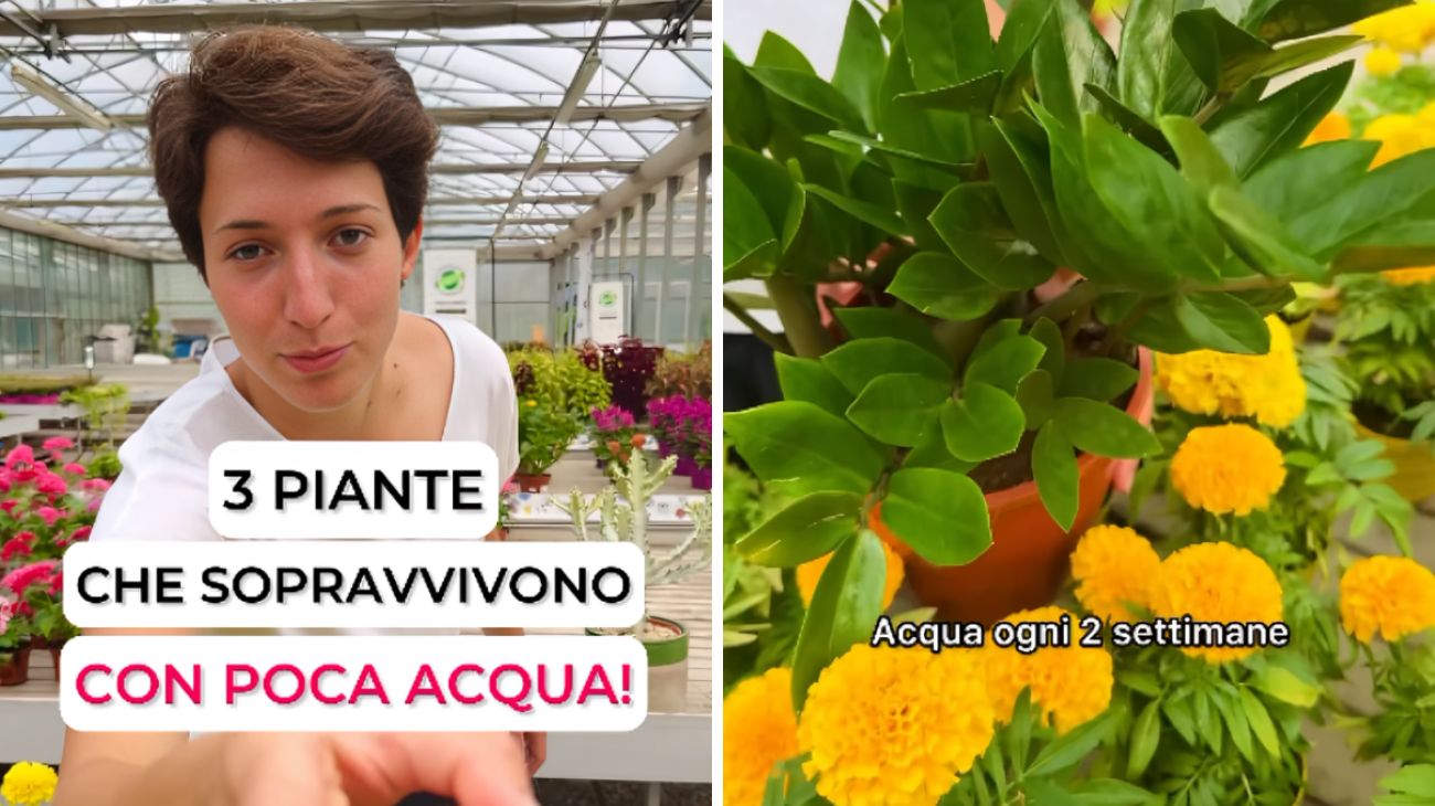 Piante, queste 3 hanno bisogno di poca acqua per sopravvivere