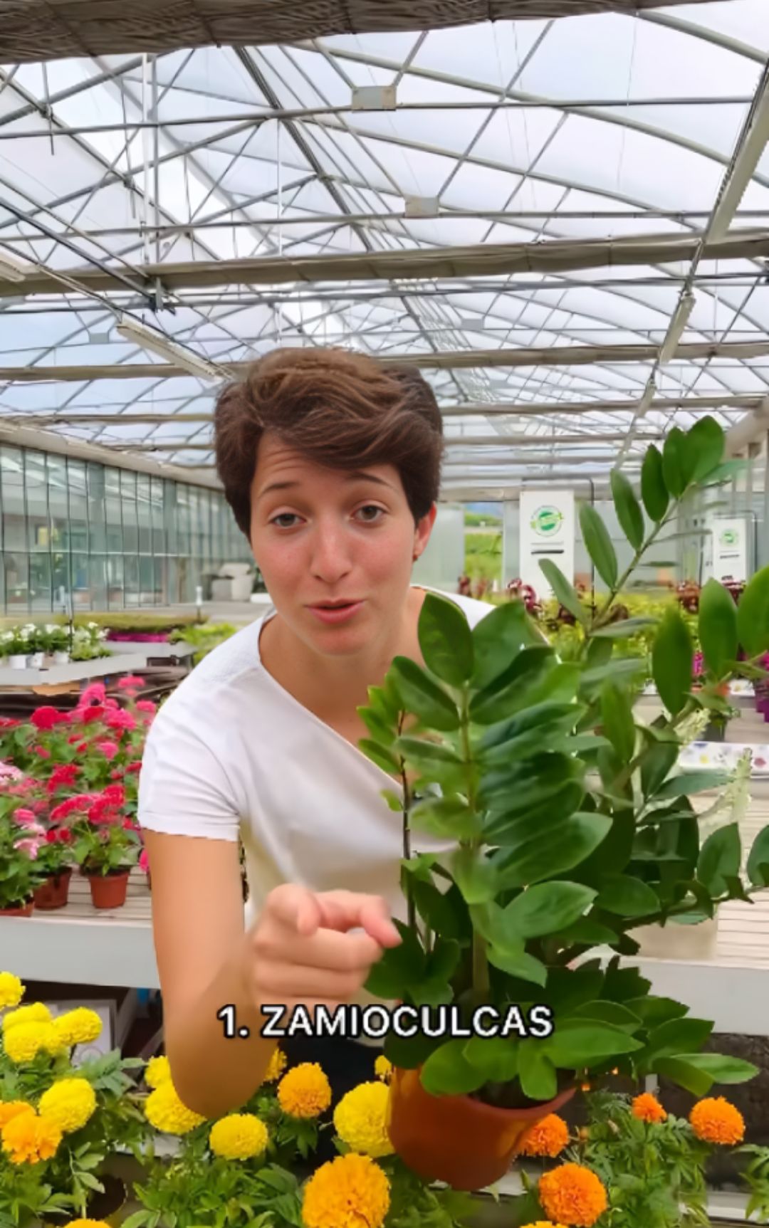 Pianti, queste tre sono perfette per chi vuole avvicinarsi al questo hobby