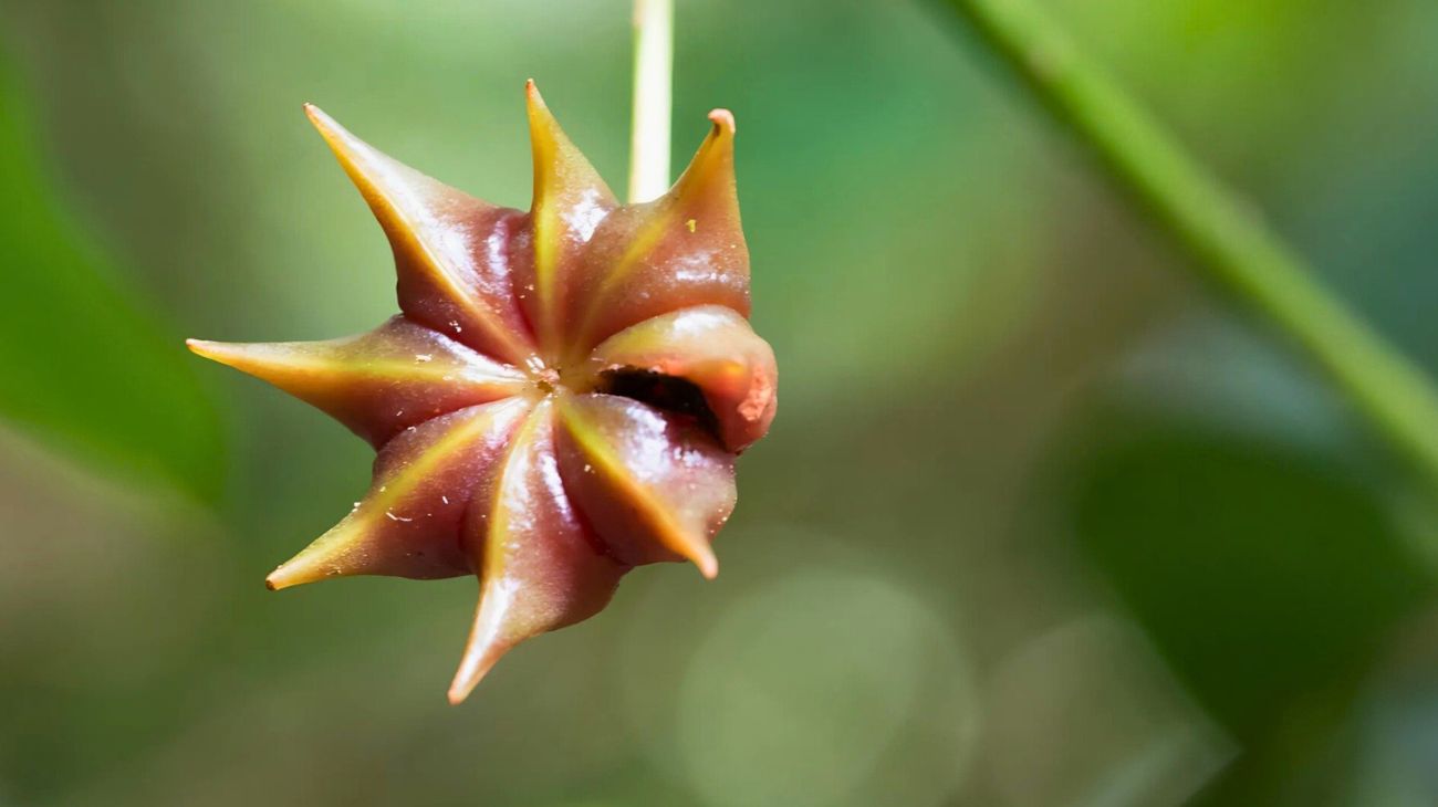 Artrite dolori articolazioni