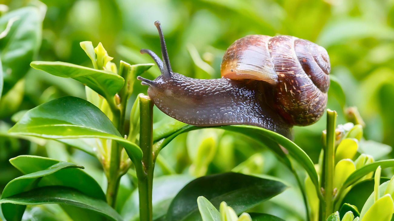 Giardino lumache parassiti