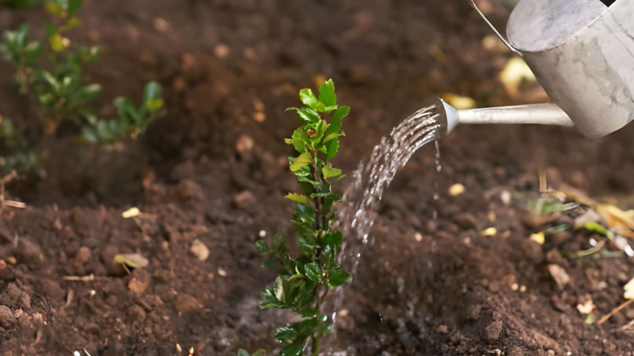 Come evitare gli sprechi riutilizzando l'acqua della pasta