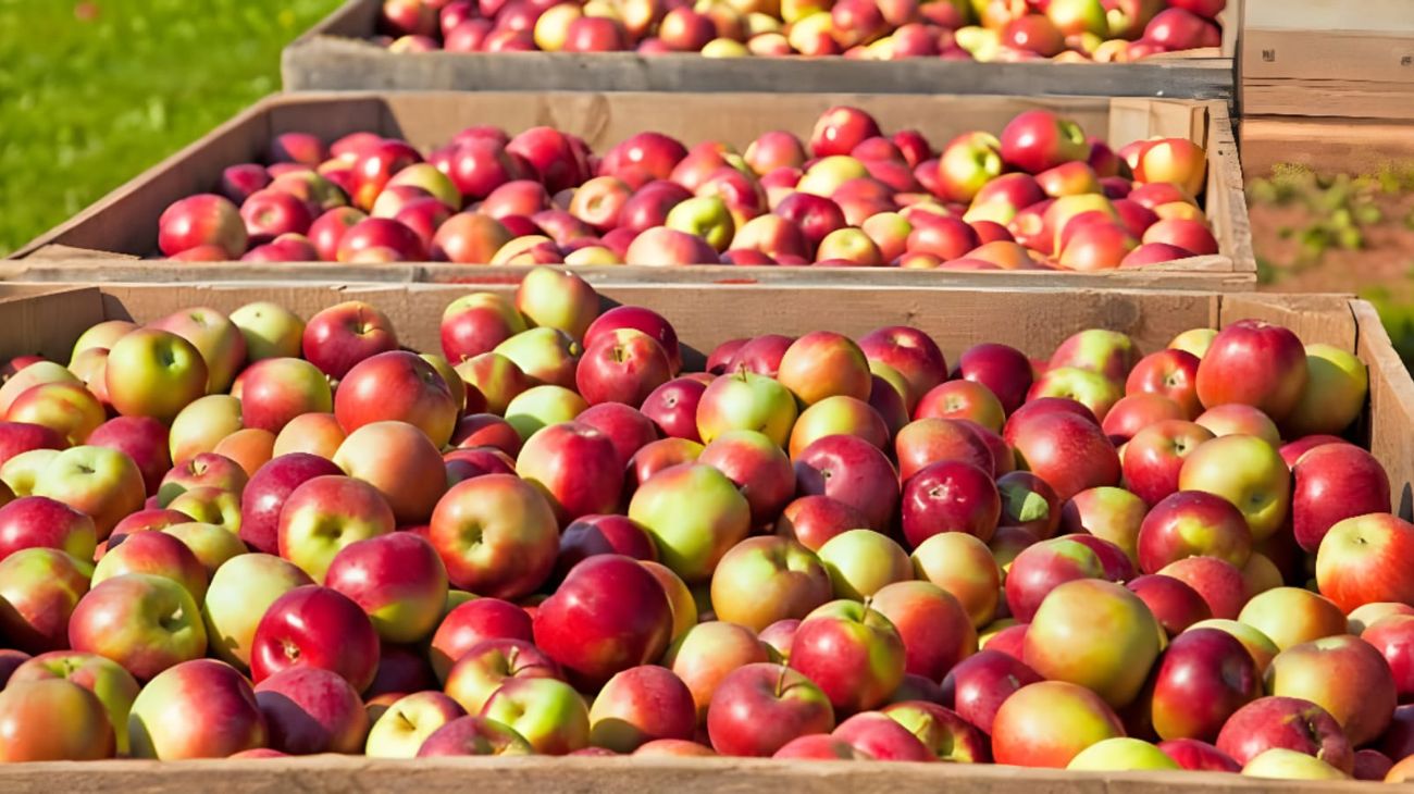 Mele, tutti i benefici di questo frutto