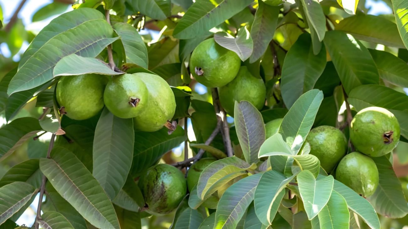 Un frutto tropicale dai mille benefici