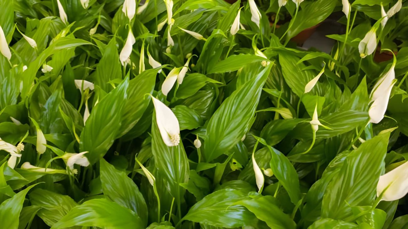 Piante, queste 4 si possono tenere in casa nel mese di novembre