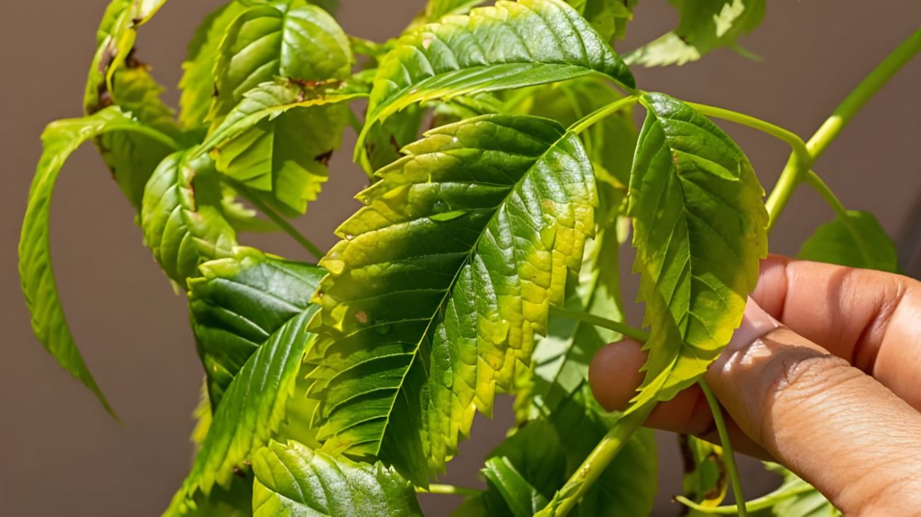 Foglie gialle delle piante: la causa può essere la carenza di ferro
