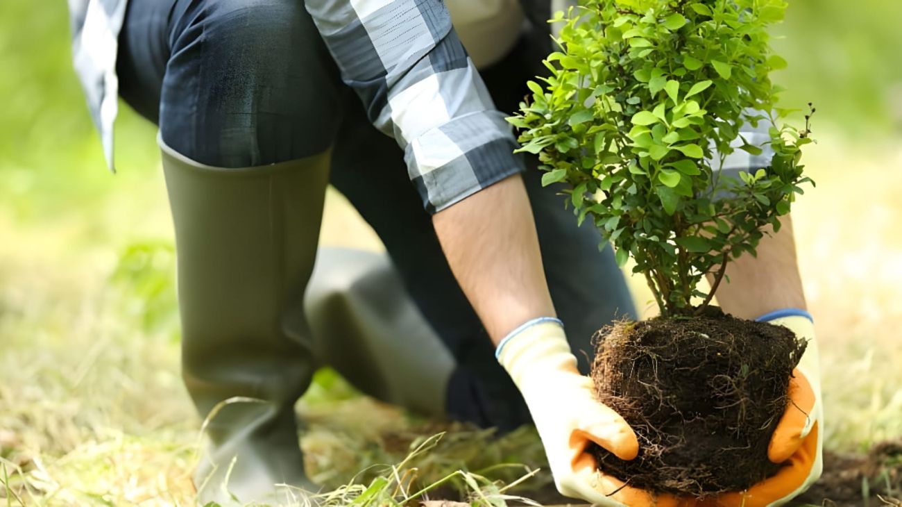Piante, come risolvere il problema delle foglie che diventano gialle