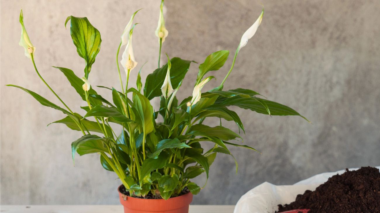 Piante, grazie a queste 4 è possibile risolvere il problema dell'umidità