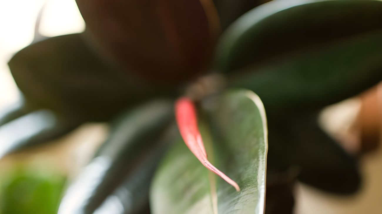 Le 4 piante che possono resistere al freddo