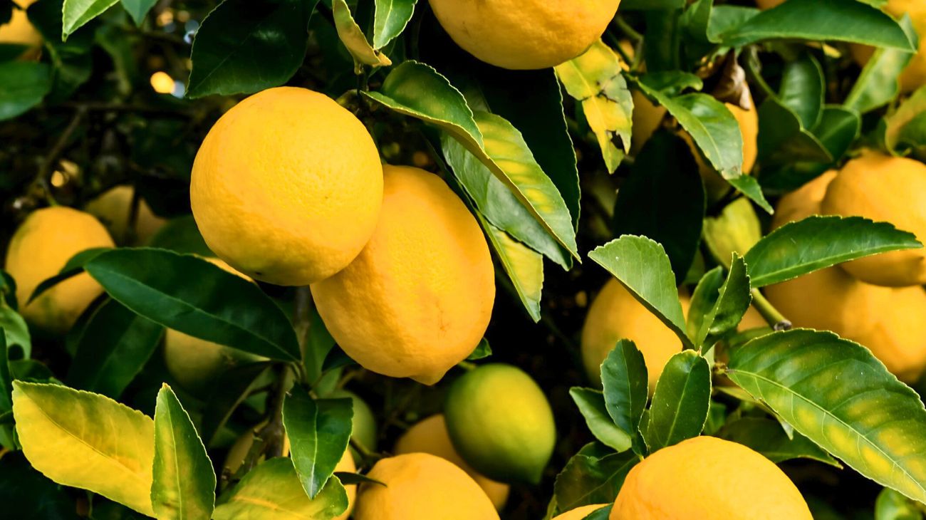 Acqua calda limone mattino