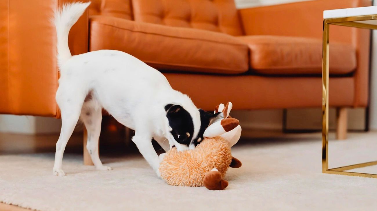 Fuori dentro casa cani