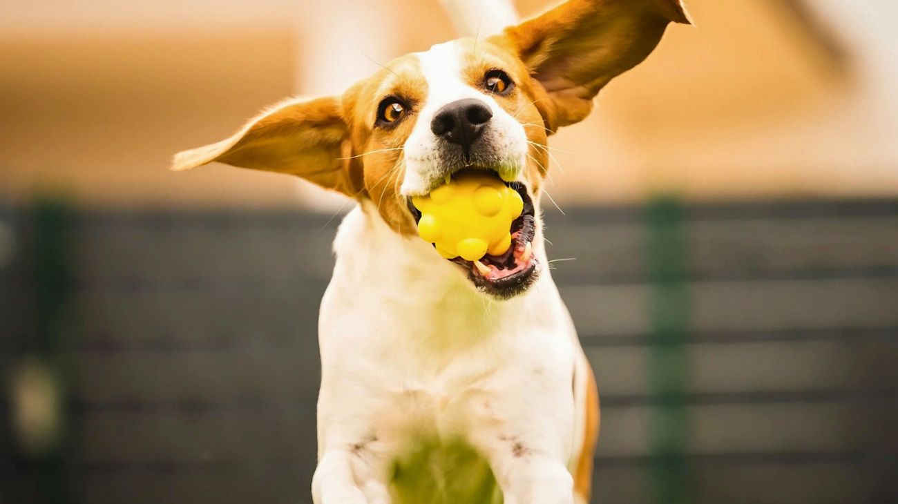 Fuori dentro casa cani