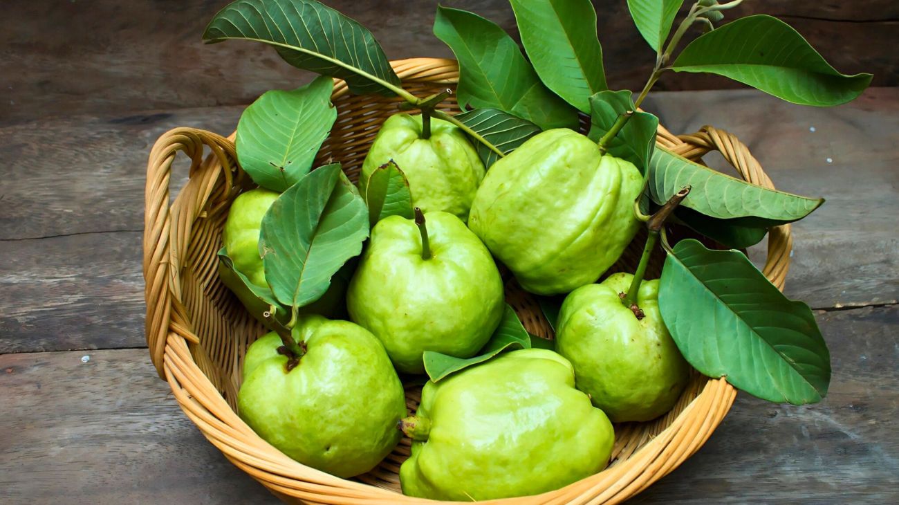 Guava foglie masticare