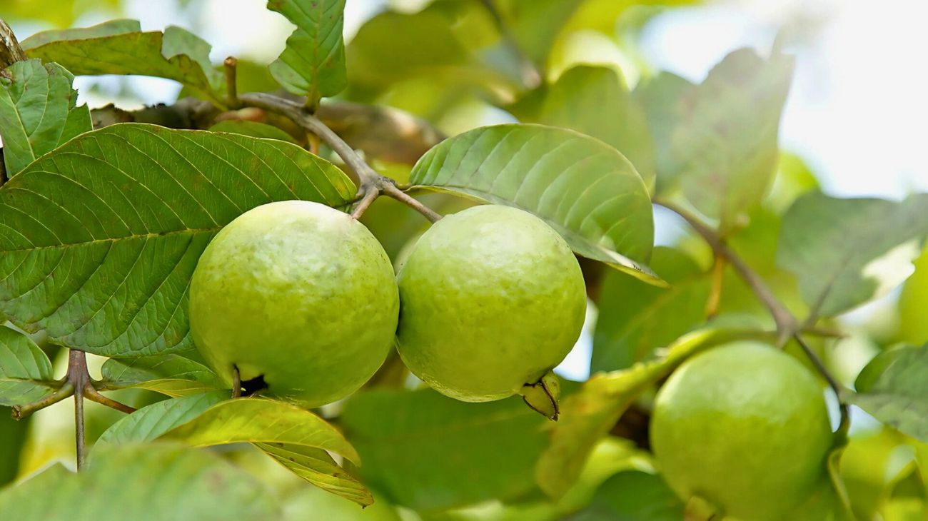 Guava foglie masticare