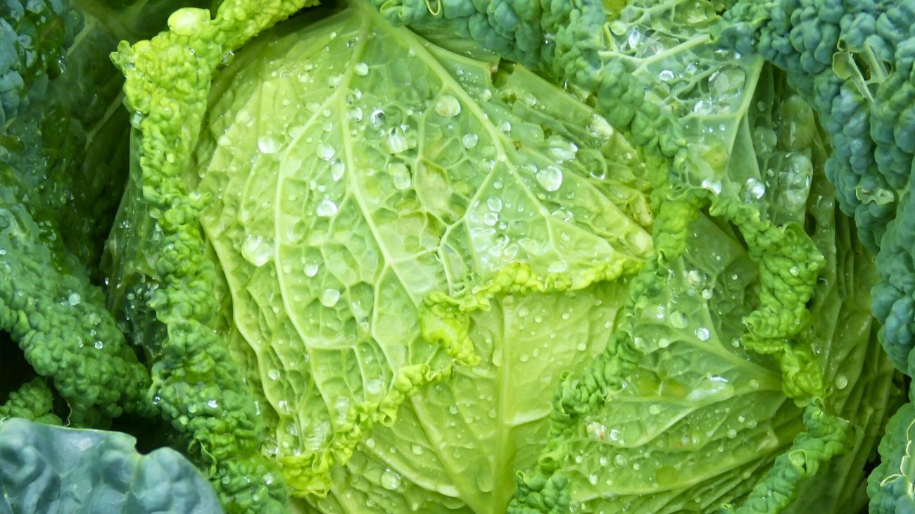 Verza broccoli feste natalizie