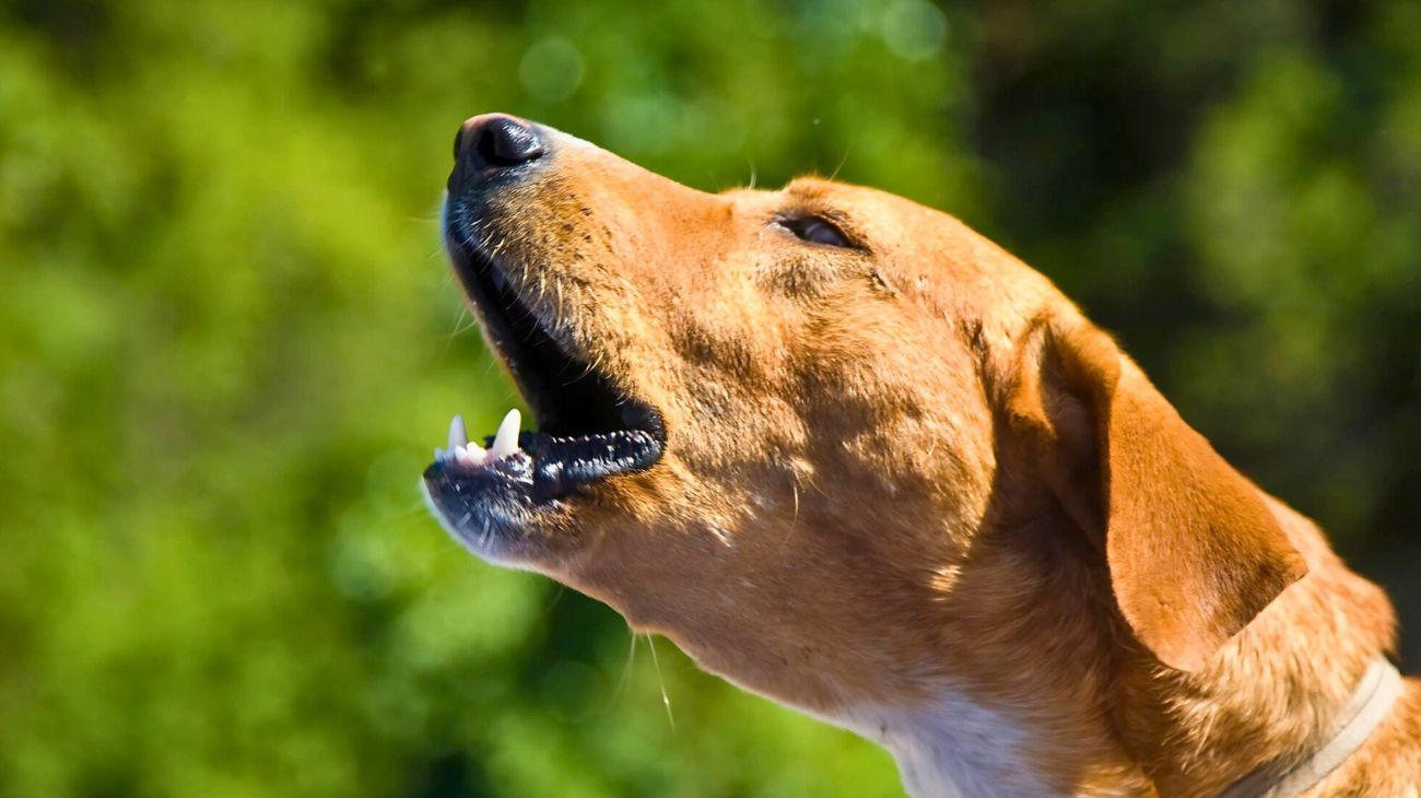 Cani abbaiano sempre