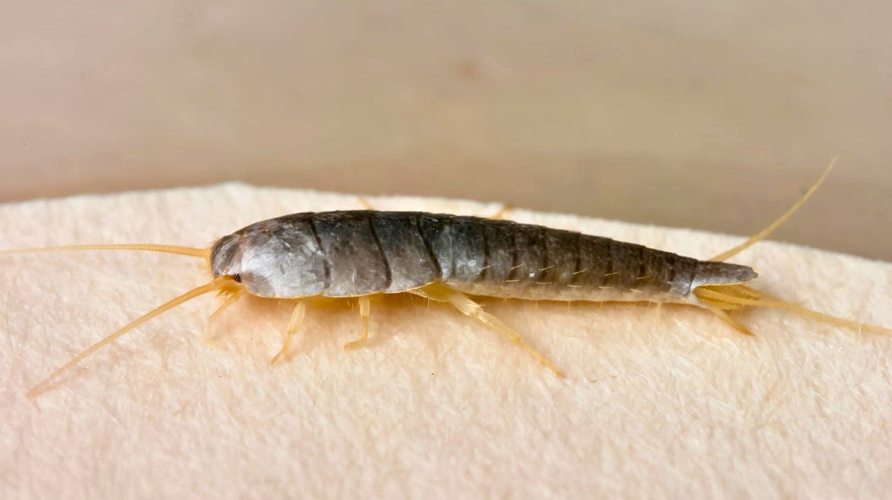 Pesciolini d'argento